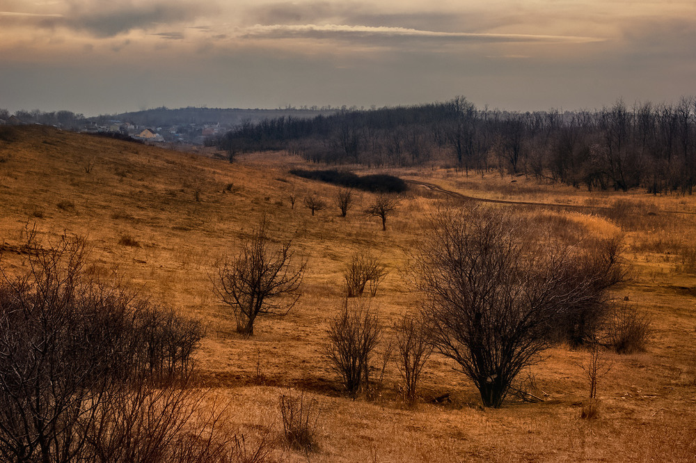 Фотографія Степные деревья / Стельян Гаргала / photographers.ua
