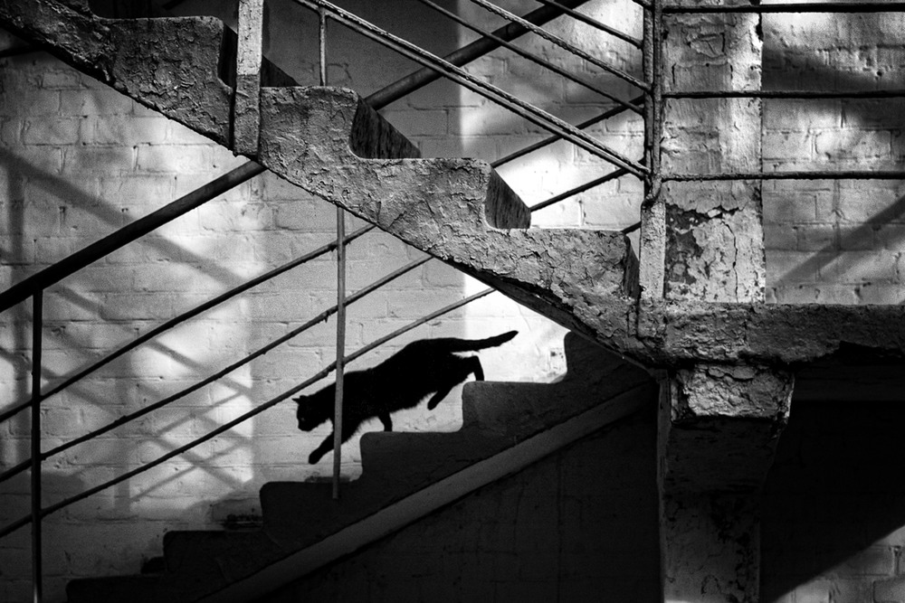 Фотографія Черный кот / Стельян Гаргала / photographers.ua