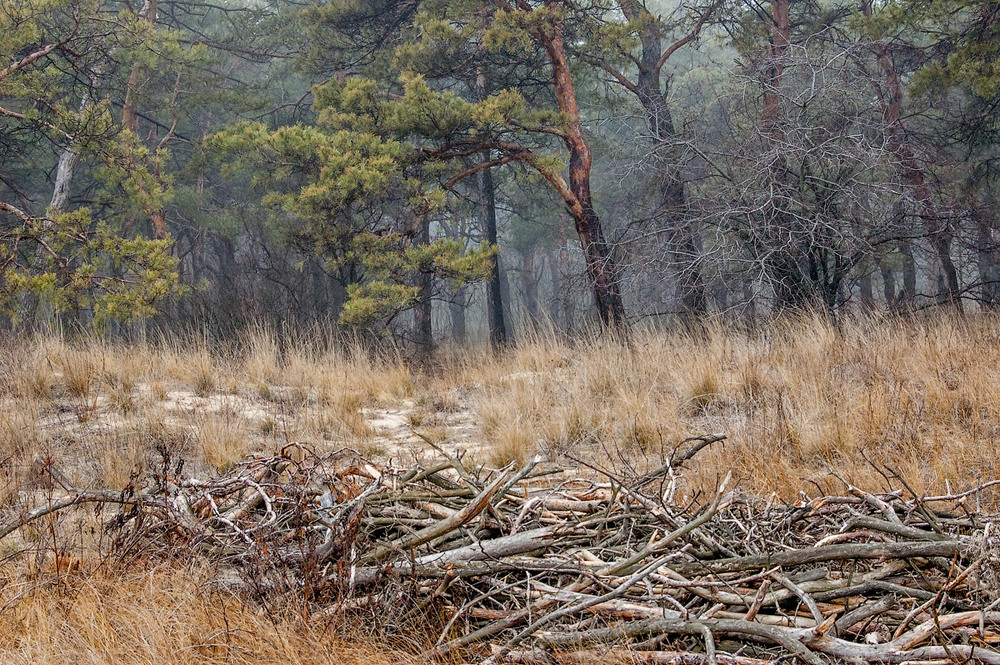 Фотографія Таинственный лес / Стельян Гаргала / photographers.ua