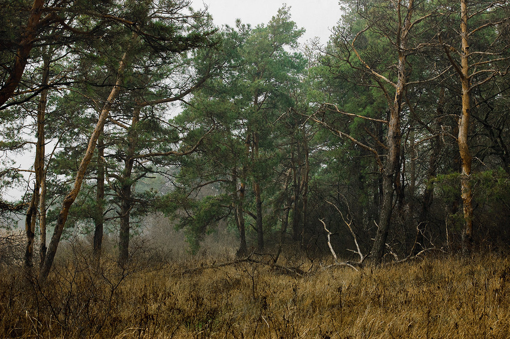 Фотографія Туманный лес / Стельян Гаргала / photographers.ua