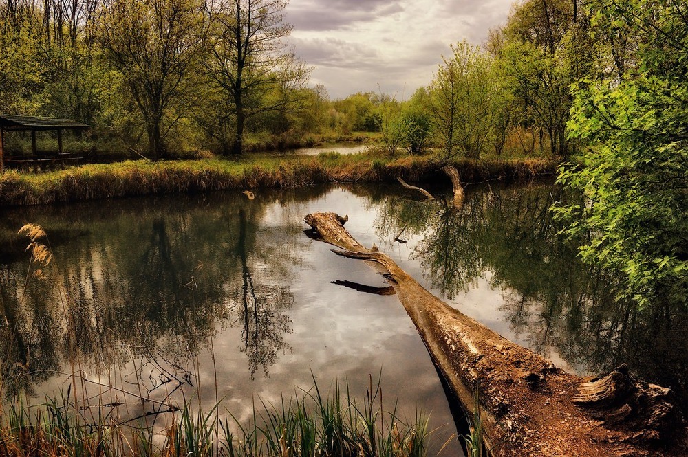 Фотографія Тишина природы Лесное озеро / Стельян Гаргала / photographers.ua