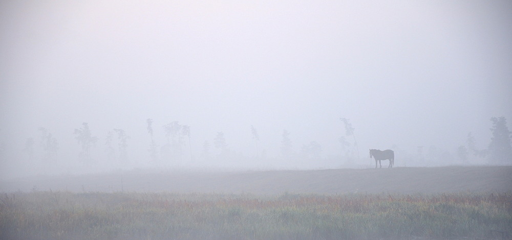 Фотографія Кінь в тумані / Вуйко з Проскурова / photographers.ua