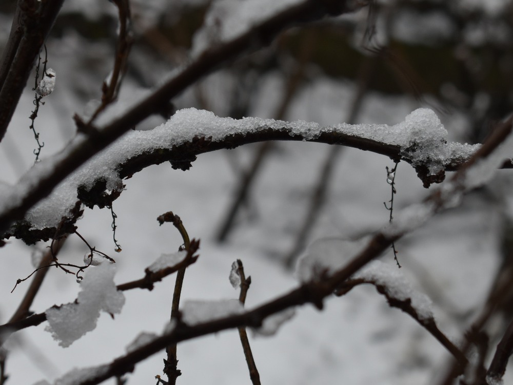 Фотографія Новорічний сніг / Віталій Олексик / photographers.ua