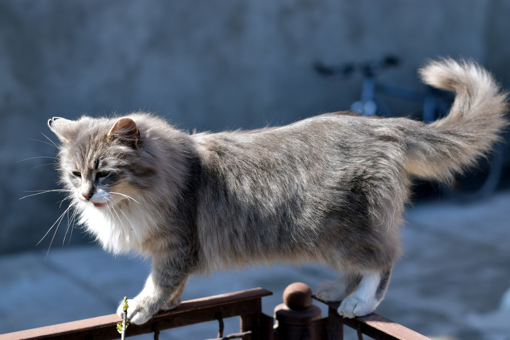 Фотографія кішка на паркані / Віталій Олексик / photographers.ua