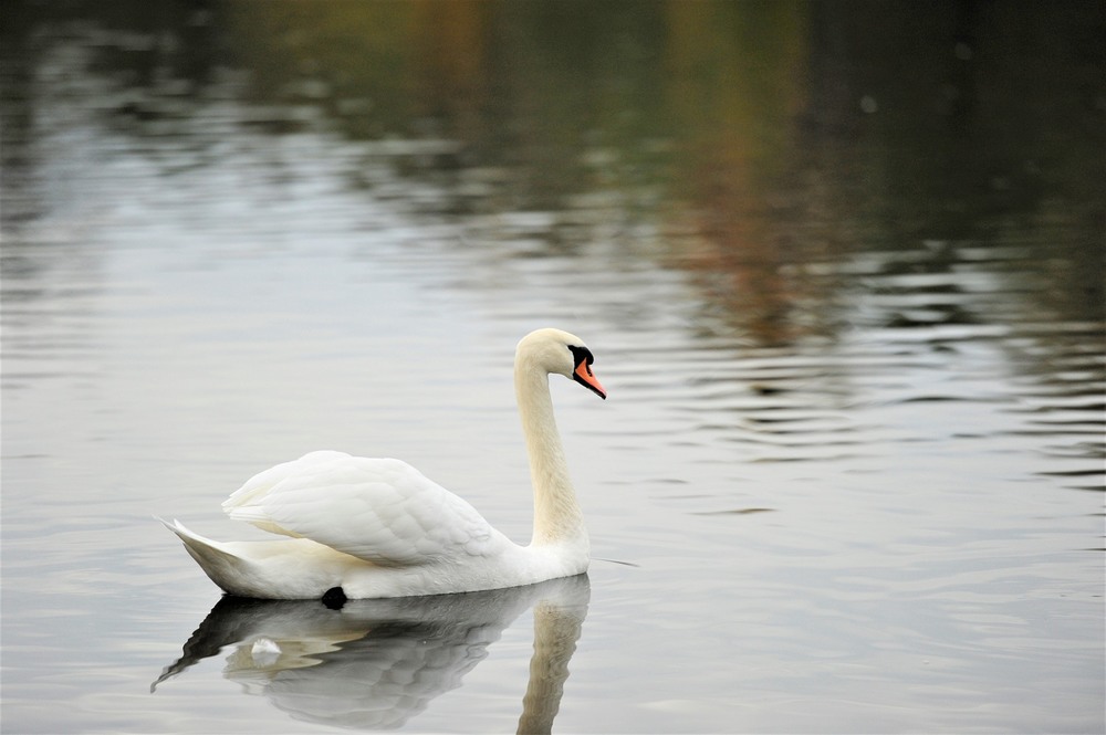 Фотографія Белый лебедь на пруду / Viktor / photographers.ua