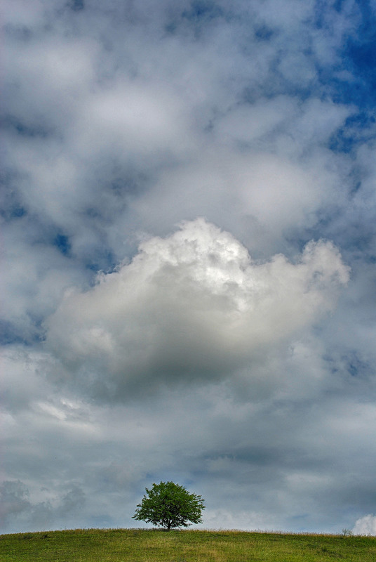 Фотографія Самотнє дерево / Ростислав Маленков / photographers.ua