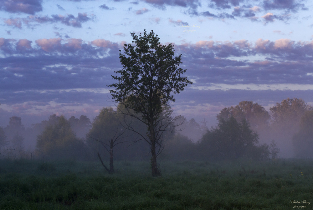 Фотографія Туманним ранком на полi / Николай , Мороз / photographers.ua