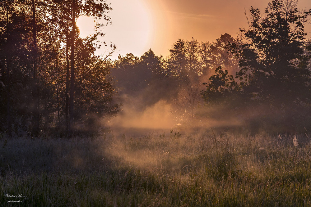 Фотографія Сонячним ранком на полi / Николай , Мороз / photographers.ua