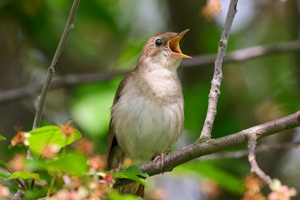 Фотографія Соловейко східний виспівує / Микола Мороз / photographers.ua