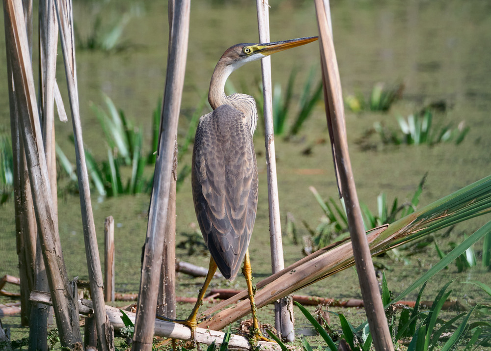 Фотографія Чапля руда невимушено позує / Микола Мороз / photographers.ua
