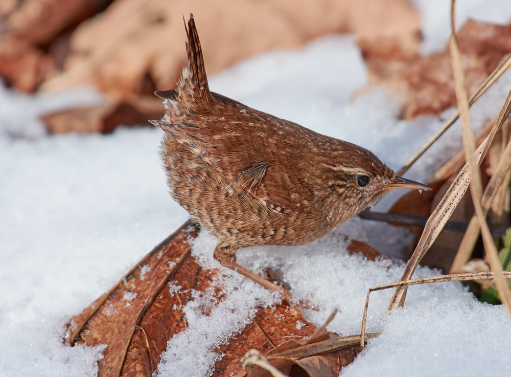 Фотографія Волове очко / Микола Мороз / photographers.ua