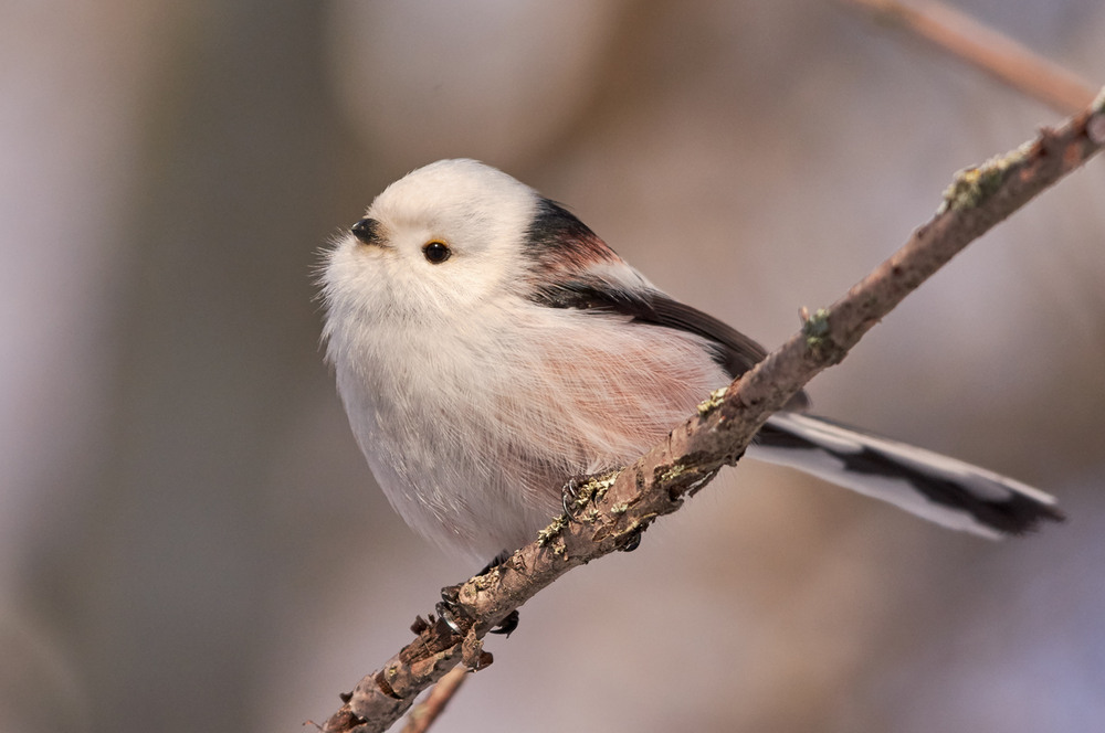 Фотографія Синиця довгохвоста / Микола Мороз / photographers.ua