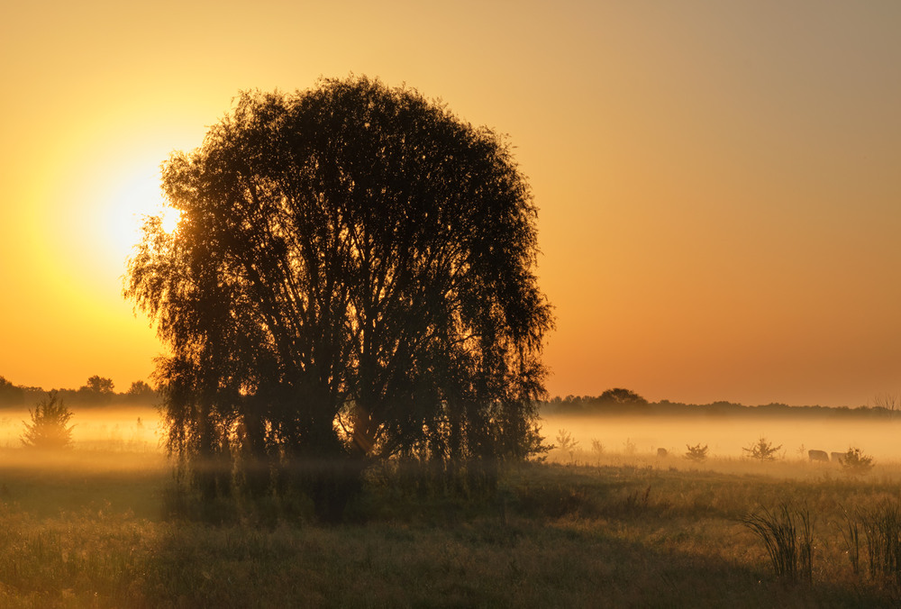 Фотографія Ранкові вартові туману / Микола Мороз / photographers.ua