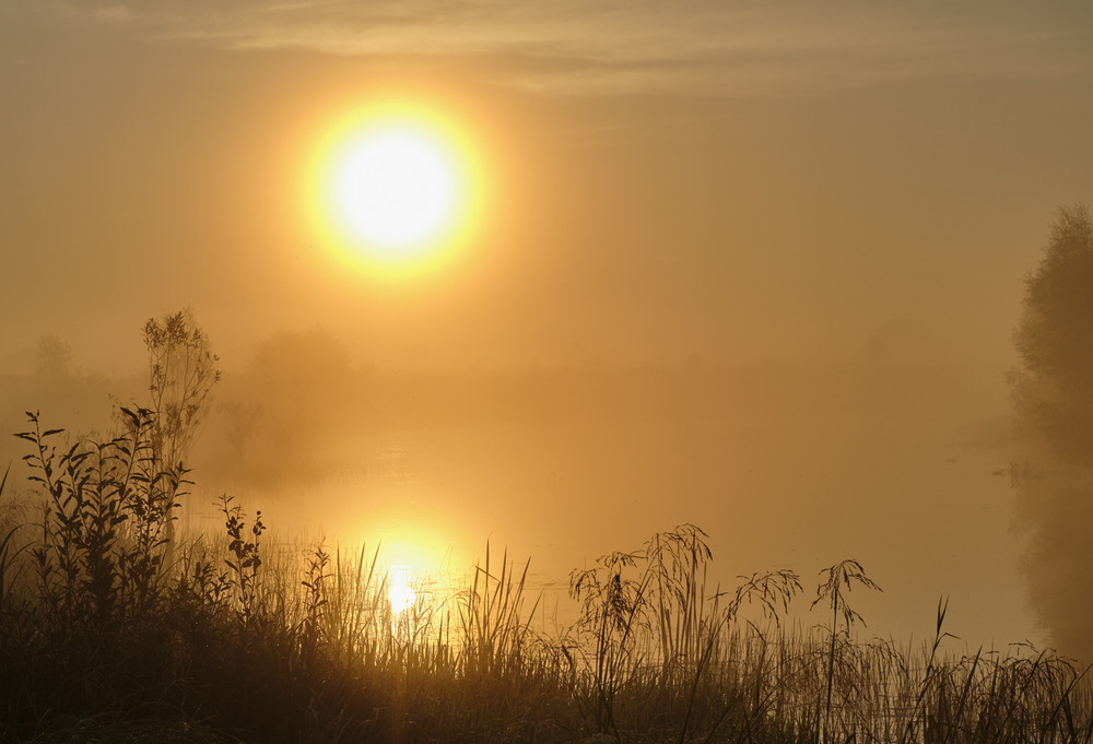 Фотографія Ранкове ярило в тумані / Микола Мороз / photographers.ua