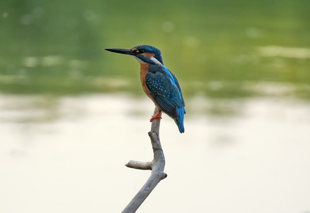 Фотографія Kingfisher (Рибалочка) / Николай , Мороз / photographers.ua