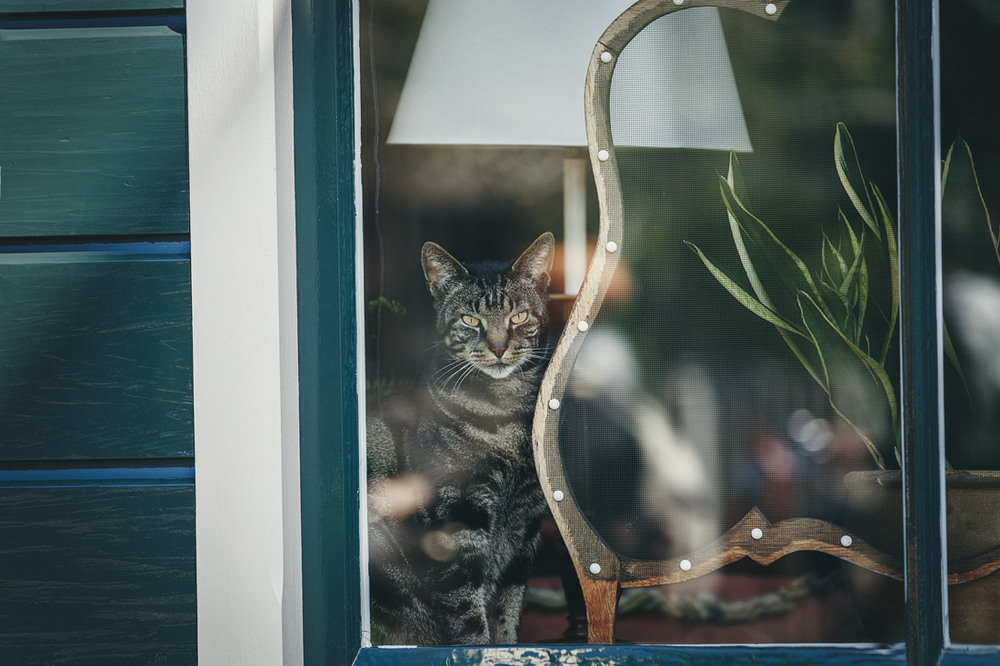 Фотографія Кіт в вікні / Наталия Деркач / photographers.ua