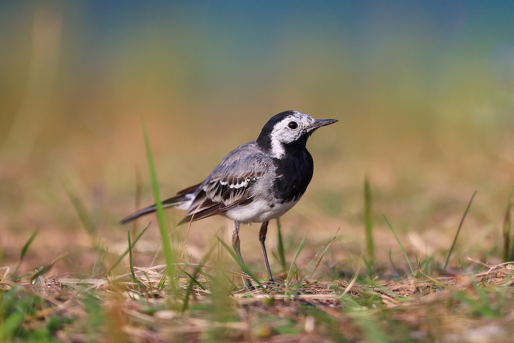 Фотографія Плиска біла / Наталія Деркач / photographers.ua