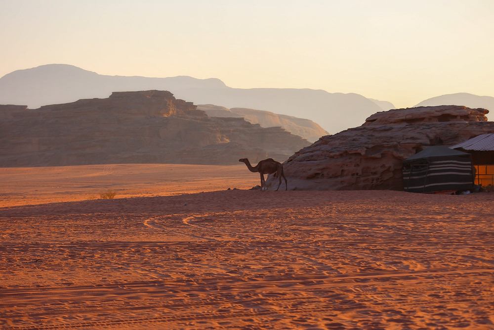 Фотографія Одинокий верблюд / Наталія Деркач / photographers.ua