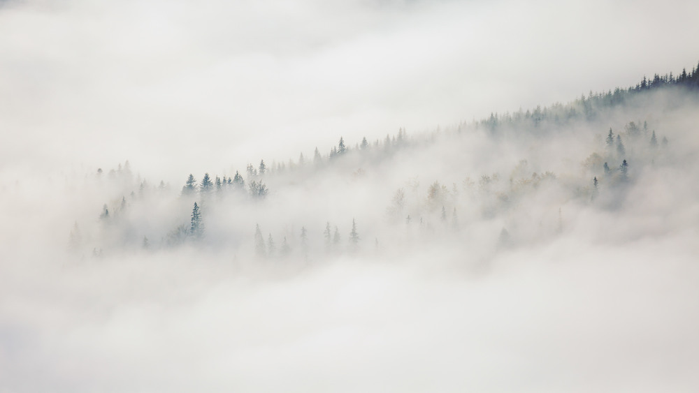 Фотографія Густий туман в Карпатах / Наталия Деркач / photographers.ua