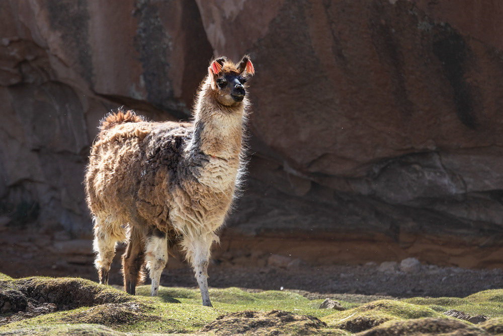 Фотографія Llama. Bolivia / Наталия Деркач / photographers.ua