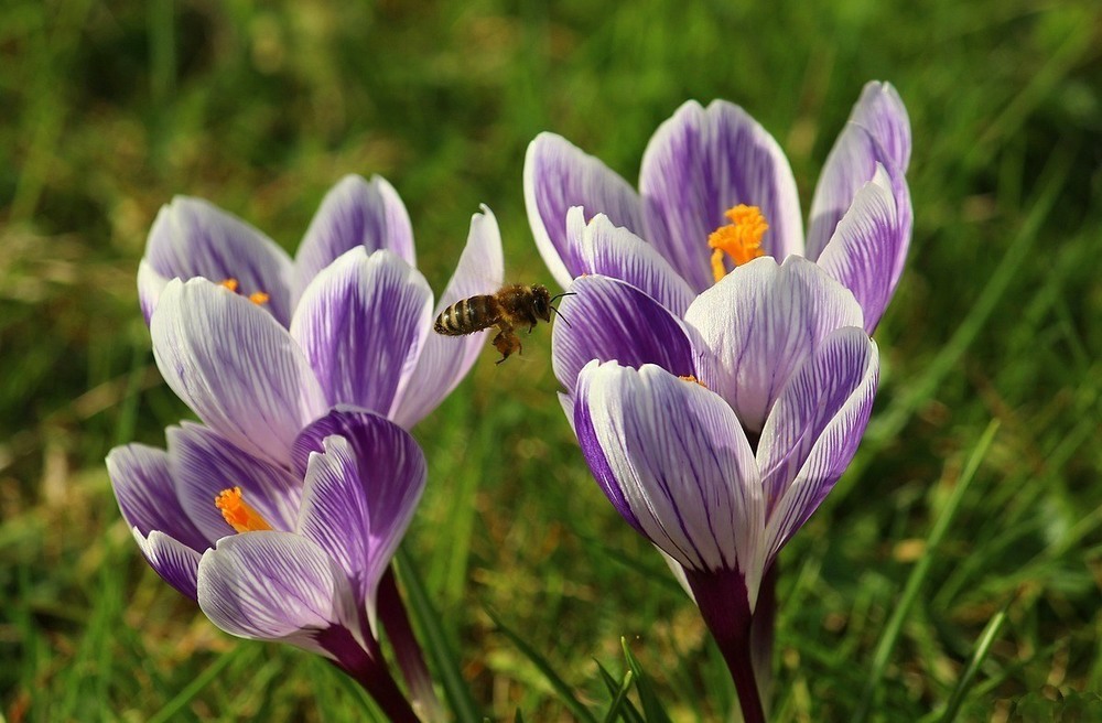 Фотографія Весна идёт / Roor Juri / photographers.ua