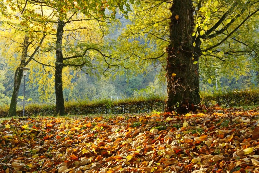 Фотографія Опадают осенние листья / Roor Juri / photographers.ua