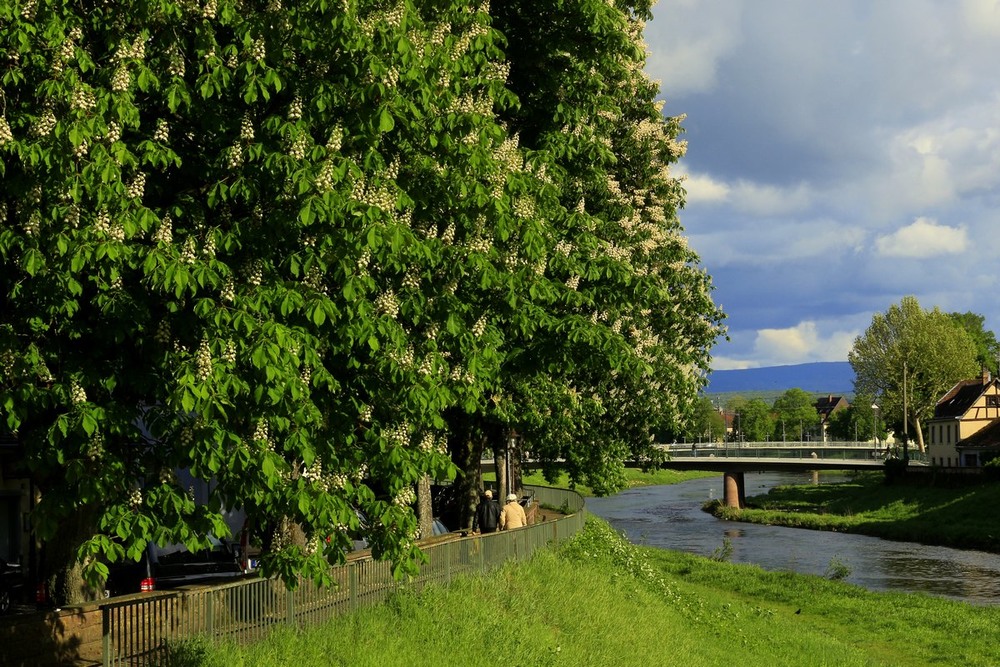 Фотографія Цветут каштаны у реки. / Roor Juri / photographers.ua