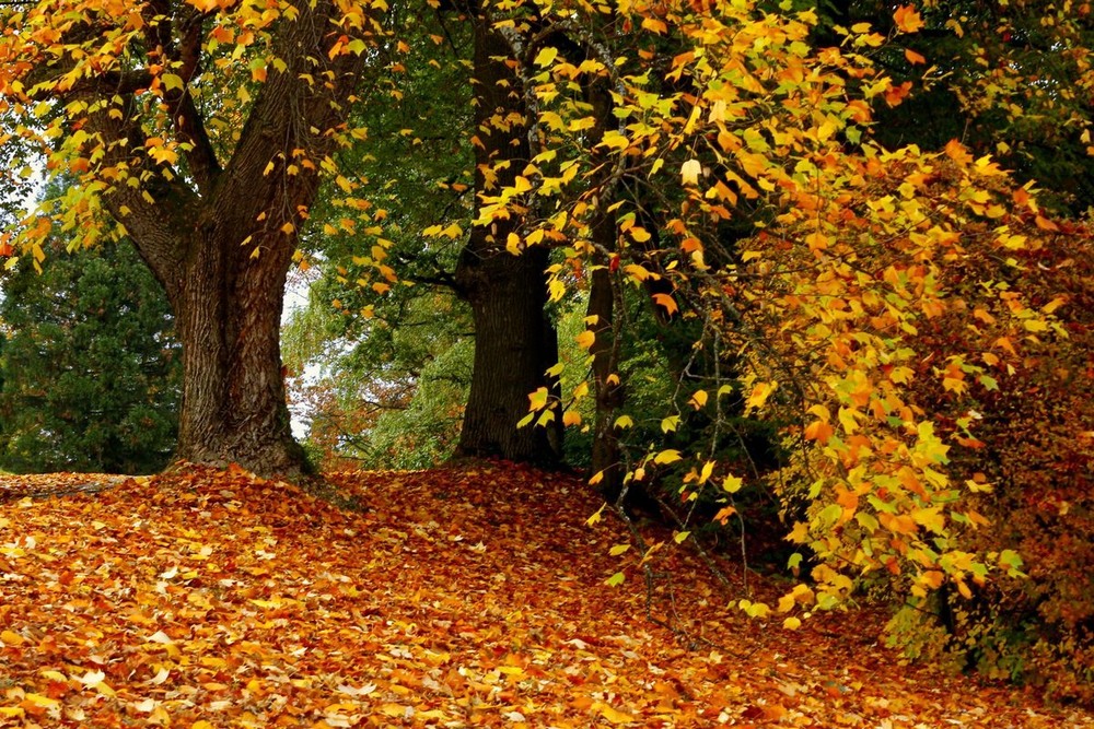 Фотографія Осенние листья шумят и шумят.. / Roor Juri / photographers.ua