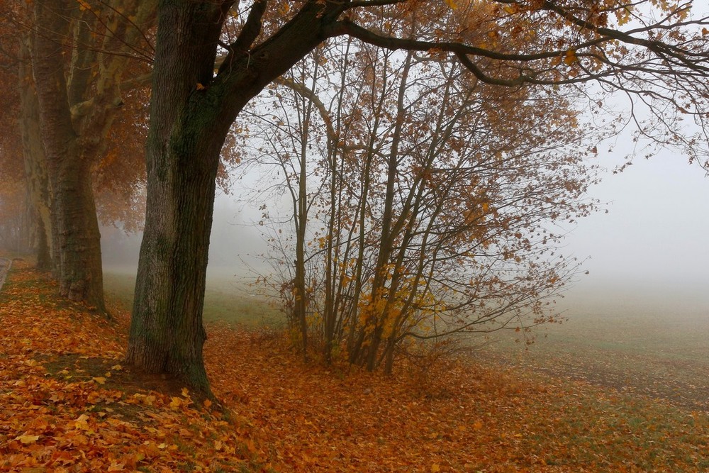Фотографія Осенний туман / Roor Juri / photographers.ua