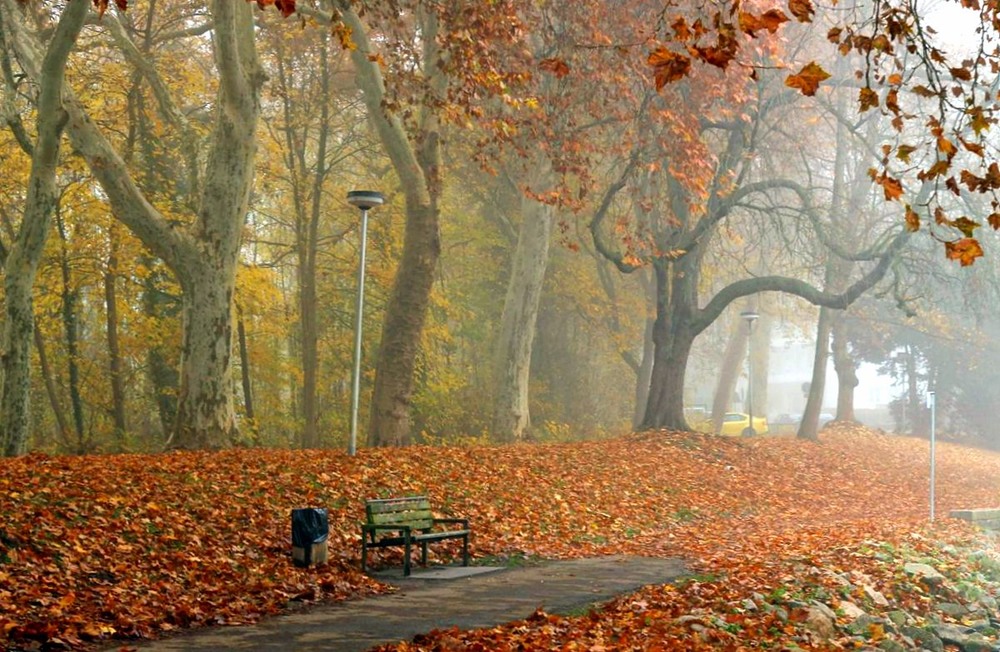 Фотографія В тихом парке осень бродит, Шлейф по ветру распустив, Зелень лета переводит На оранжевый мотив. / Roor Juri / photographers.ua
