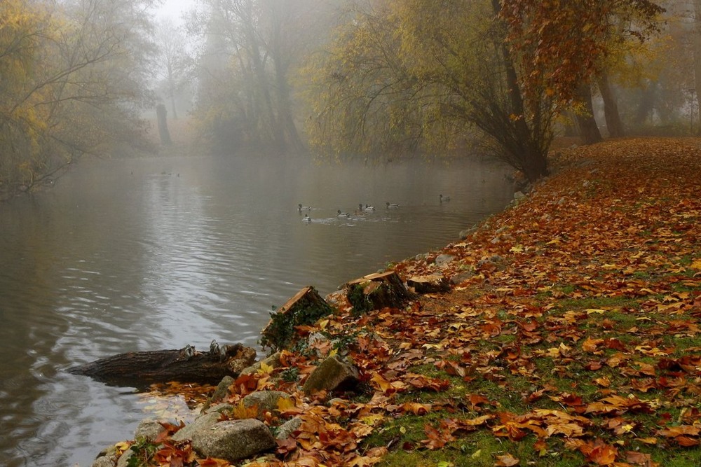 Фотографія Совсем недавно осень, туманами стелила.. / Roor Juri / photographers.ua