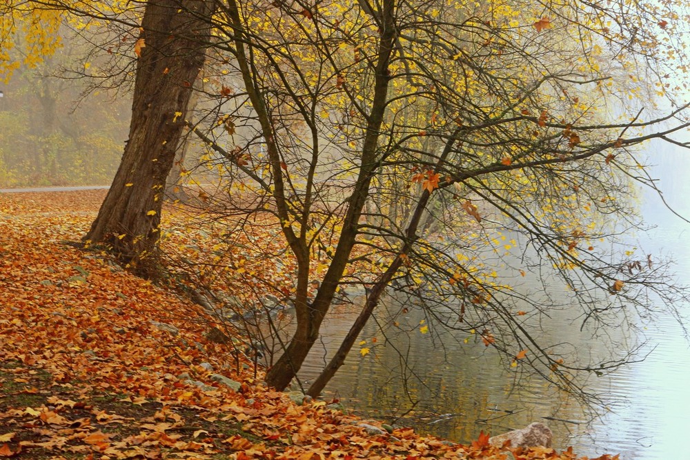Фотографія Осень в туманной накидке / Roor Juri / photographers.ua