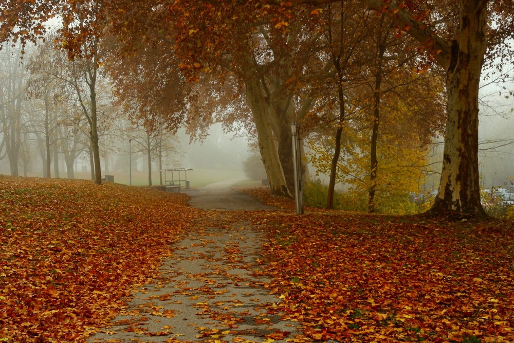 Фотографія Неслышно падает листва .Прощаясь, тихо плачет осень. / Roor Juri / photographers.ua