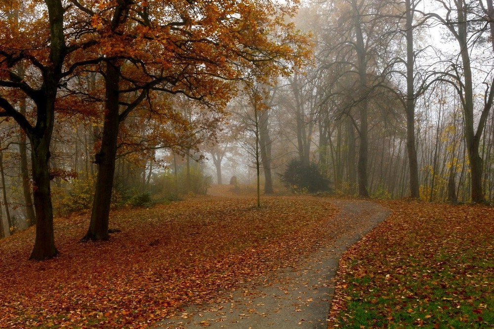 Фотографія Осенние дорожки, остывает синева.Трёт ладошкой о ладошку тополиная листва. / Roor Juri / photographers.ua
