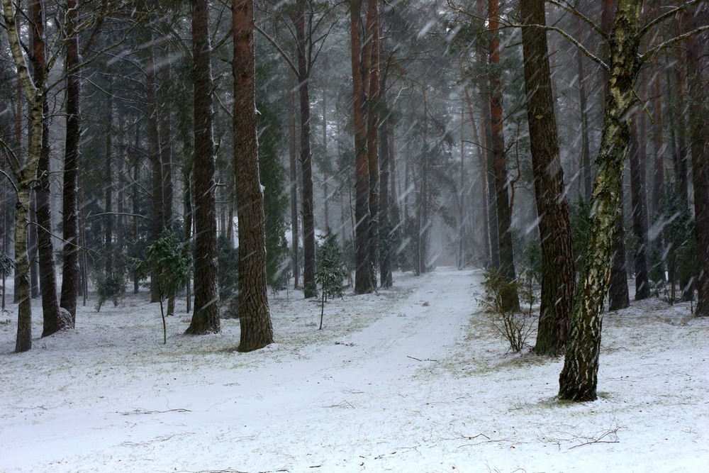 Фотографія Снег идёт. / Roor Juri / photographers.ua