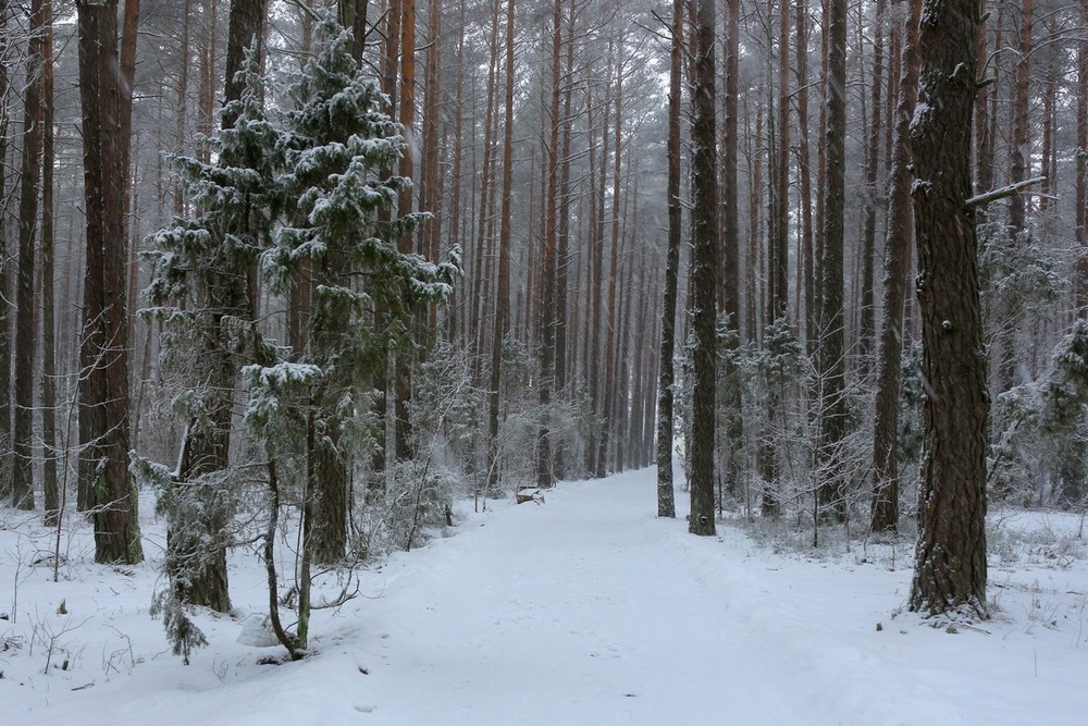 Фотографія Зимний лес / Roor Juri / photographers.ua