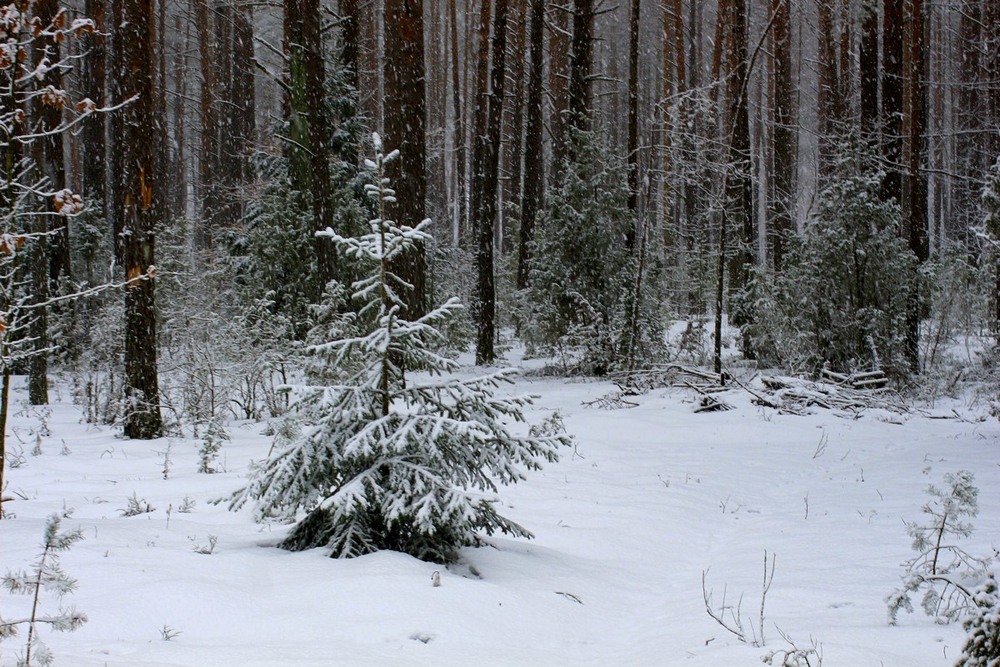 Фотографія Первый день зимы / Roor Juri / photographers.ua