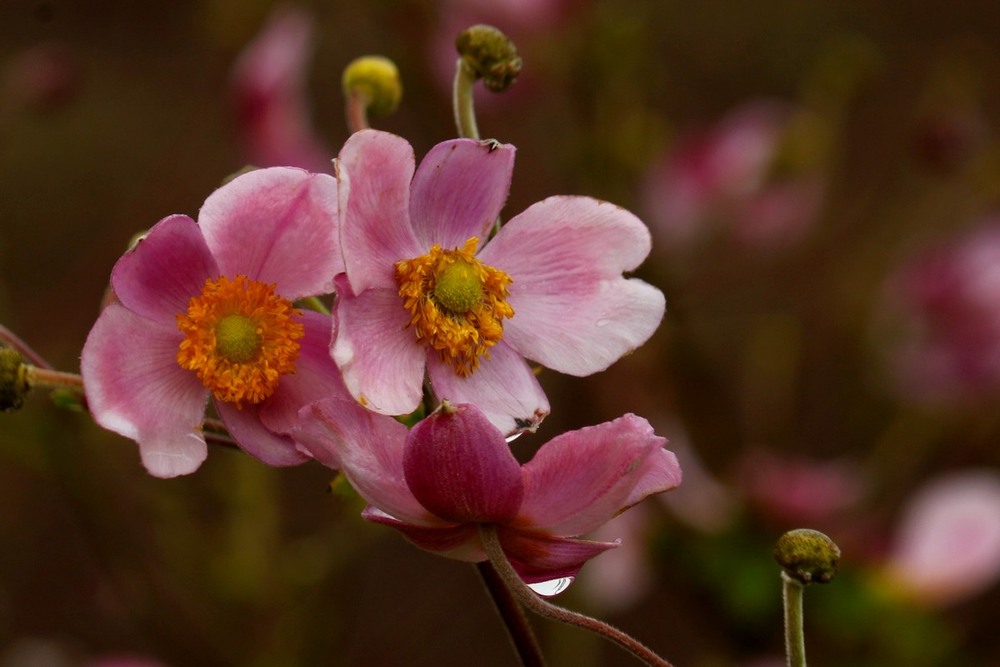 Фотографія Осени цветы наполнены печалью / Roor Juri / photographers.ua