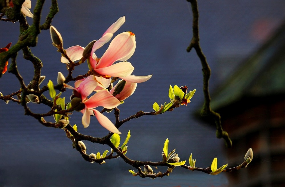 Фотографія Цветут магнолии, витает запах сладкий Средь сотен запахов чарующей весны. / Roor Juri / photographers.ua