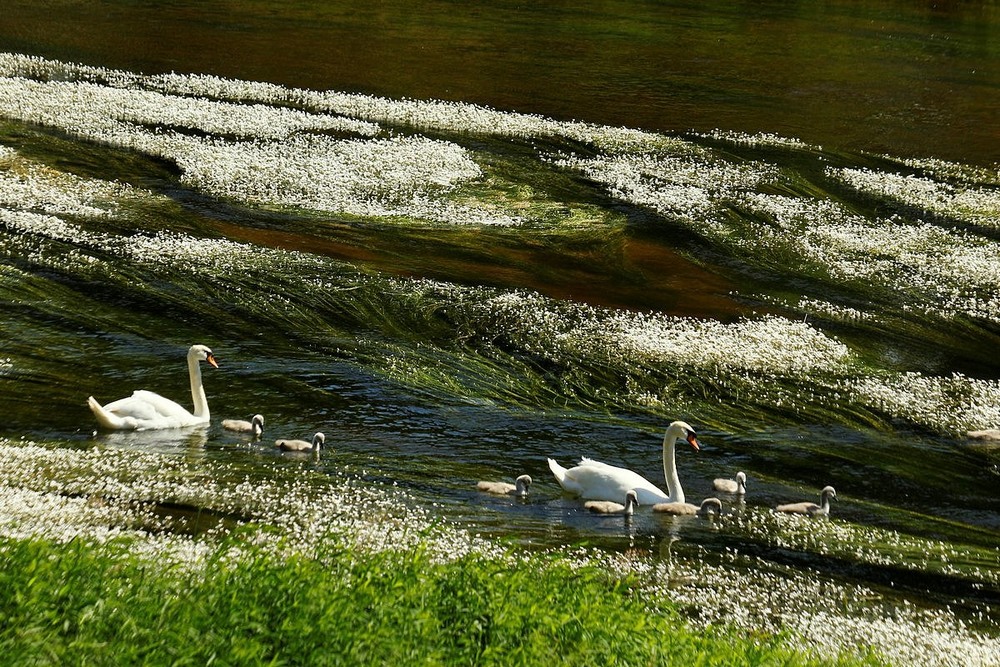 Фотографія По цветущей реке / Roor Juri / photographers.ua