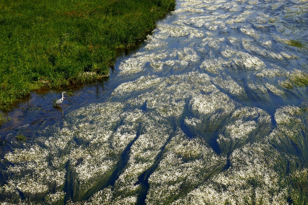Фотографія Цапля у цветущей реки / Roor Juri / photographers.ua