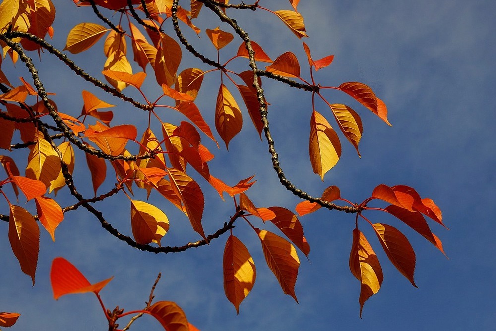 Фотографія Осенние листья / Roor Juri / photographers.ua