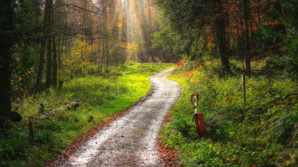 Фотографія Свежестью разум дурманит oсенью сказочный лес. И за собой в чащу манит, полную разных чудес. / Roor Juri / photographers.ua