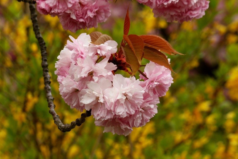 Фотографія Цветёт весна / Roor Juri / photographers.ua
