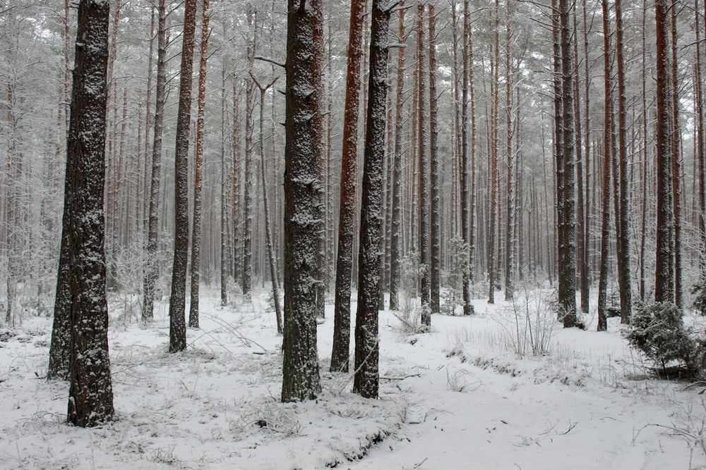 Фотографія Сосновый лес. / Roor Juri / photographers.ua