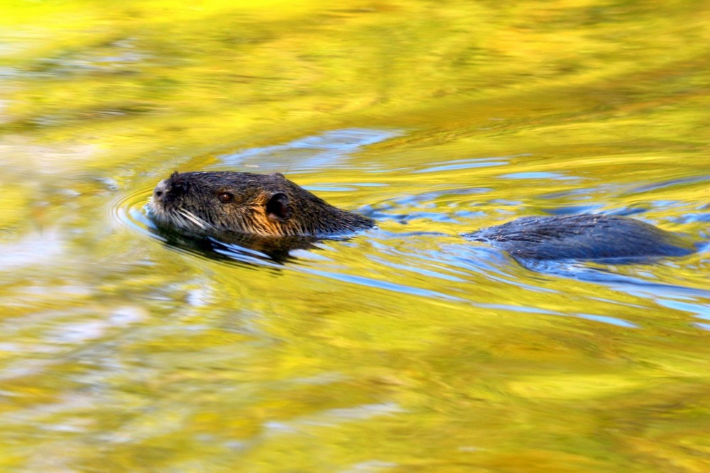 Фотографія Плавание в жёлтой воде / Roor Juri / photographers.ua