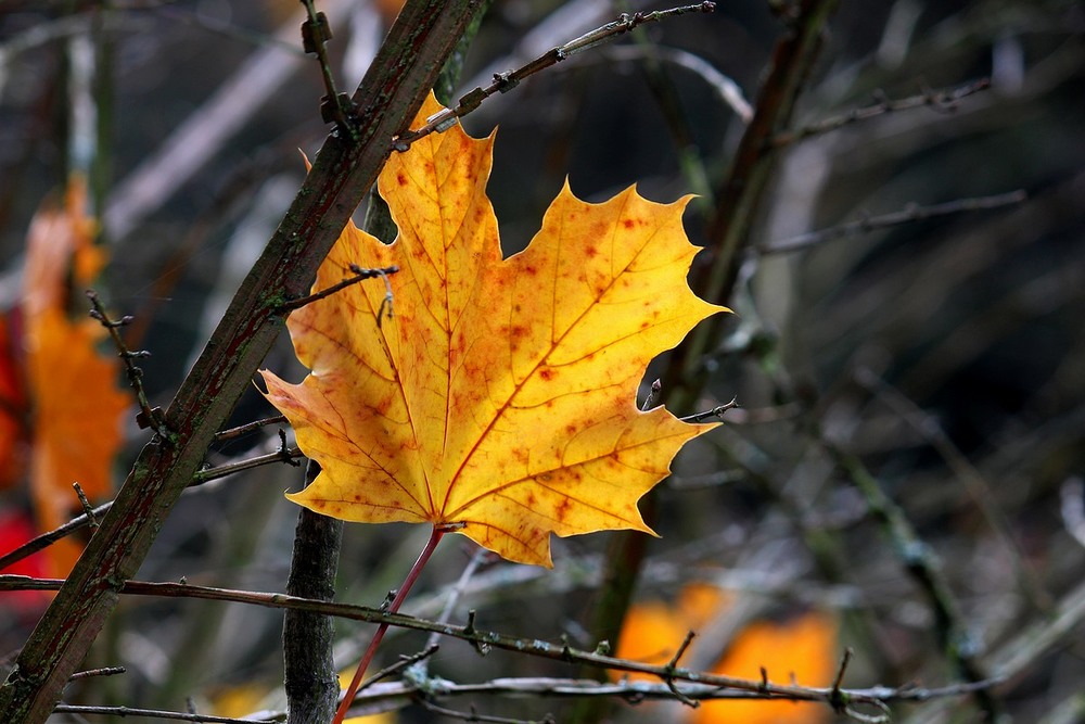 Фотографія Кленовый лист, кленовый лист, ты мне среди зимы приснись. / Roor Juri / photographers.ua