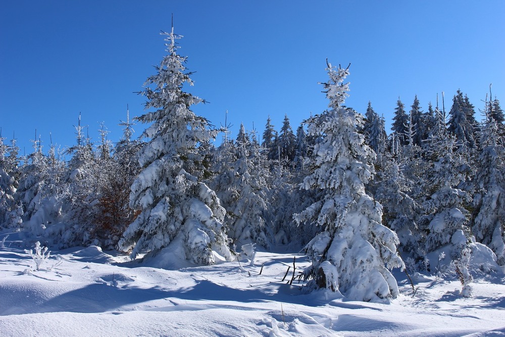 Фотографія Зимний лес / Roor Juri / photographers.ua