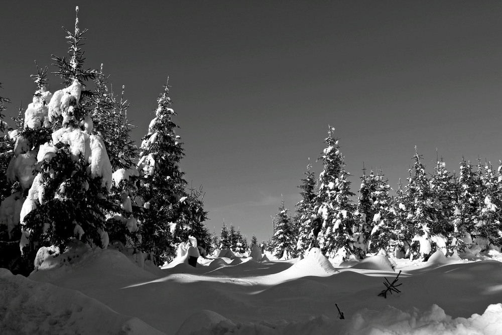 Фотографія Свет и тени зимнего леса / Roor Juri / photographers.ua