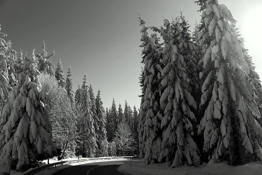 Фотографія В зимний лес / Roor Juri / photographers.ua